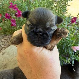 Toby (light blue) - Red male Brussels Griffon puppy in Brooks, Georgia from Brooks Berner Bears & Brussels Griffons