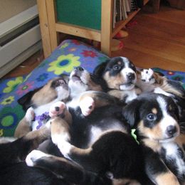 Entlebucher Mountain Dog Puppies from Bar TT Ranch Entlebuchers