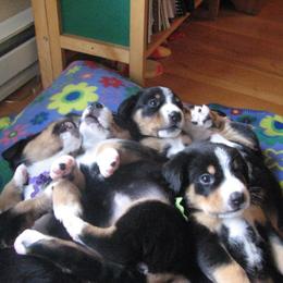 Entlebucher Mountain Dog Puppies from Bar TT Ranch Entlebuchers