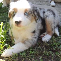 Daniel - Blue merle male Miniature Australian Shepherd puppy in Sound Beach, New York from Awesome Aussies