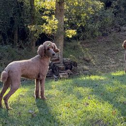 Poodle All Grown Up from poodles and doodles llc