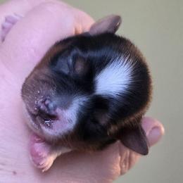 Etta - Black tan and white female Biewer Terrier puppy in Brilliant, Ohio from ORBiT Ohio River Biewer Terriers