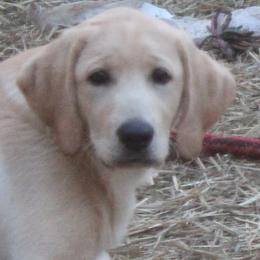 brown collar male - Labrador Retriever puppy in Hilliards, Pennsylvania from Del-Star Kennels