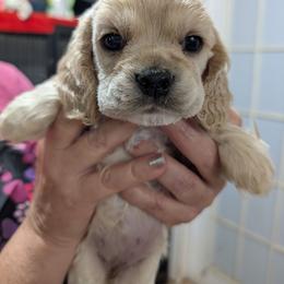Tinkerbell - Silver female Cocker Spaniel puppy in Hernando, Florida from Blackwater Kennel