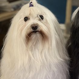 Havanese from Portree