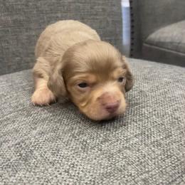 Latte - Dapple female Dachshund puppy in Clinton, Tennessee from 4-LOVES Dachshunds