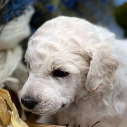 Wave - Cream male Poodle puppy in Greenville, North Carolina from Grace Poodles