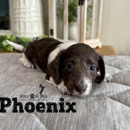 Phoenix - Gray (blue) and tan male Dachshund puppy in Kemp, Texas from Koli Acres