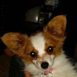 Papillon All Grown Up from Winddancers Papillons