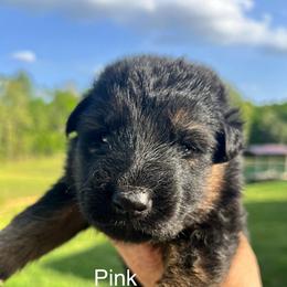Pink - Black and tan female German Shepherd puppy in Grand Rivers, Kentucky from Von Frieden German Shepherds LLC