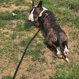 Bull Terrier Puppies from Lynn Hill Bull Terriers
