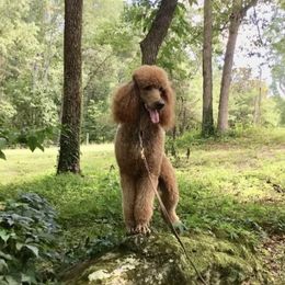 Poodles from Paradise Found Red Standards