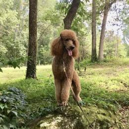 Poodles from Paradise Found Red Standards