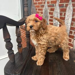 Kelly - Red  female Goldendoodle puppy in Mint Hill, North Carolina from DoodleForever