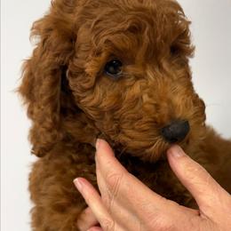 Caliste - Red  female Goldendoodle puppy in Conklin, Michigan from Lake Michigan Couture Cavapoos & Cockapoos