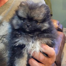 Pomeranian Puppies from Bear Valley Pomeranians