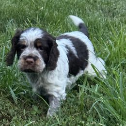 Snickers - Tri-Roan male English Springer Spaniel puppy in Henry, Virginia from Two Hills Springers