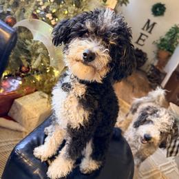 Boba - Bernedoodle