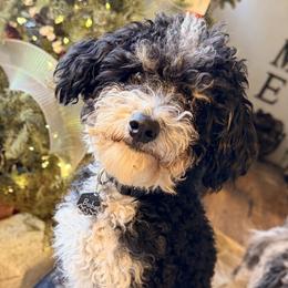 Boba - Bernedoodle
