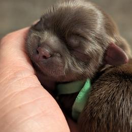 Walker - Chocolate male Shih Tzu puppy in Claxton, Georgia from Small Pawz Shih tzu