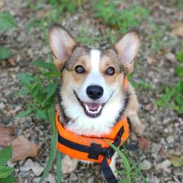 Floyd - Pembroke Welsh Corgi