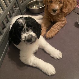 Goldendoodle Puppies from BB Doodles