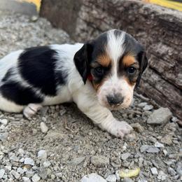 Male- Red - Piebald male Dachshund puppy in Licking, Missouri from Bean Creek Dachshunds & Terriers