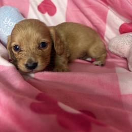 Chester - Cream male Dachshund puppy in Lake City, Florida from My Ditzy Doxies of Florida