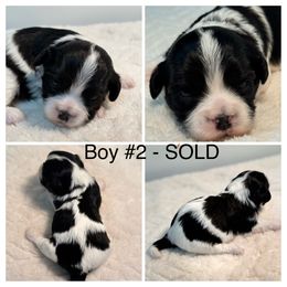 Boy 2 - Black and white male Havanese puppy in Elkins, Arkansas from Havana Knights Havanese