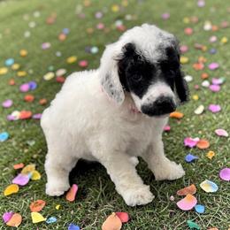 Miss. Charlotte - Parti female Poodle puppy in Gainesville, Florida from Pet Inn Xxweetdoodles