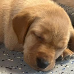 Labrador Retriever puppies from Deniece & Travis Hawkins