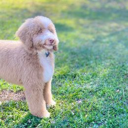 Goldendoodles from Wise Doodles of Alabama