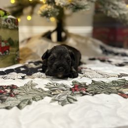Leo - Black male Miniature Schnauzer puppy in Biggs, California from Melton's Mini Schnauzers