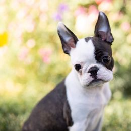 Boston Terrier Puppies from Big Sky Bostons