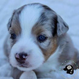 Mrs White - Blue merle female Toy Australian Shepherd puppy in Lowgap, North Carolina from Ramblin’ Rose Mini's