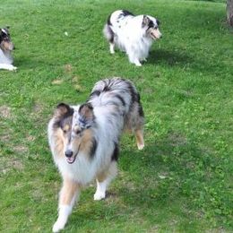 Collies from Isinglass Collies