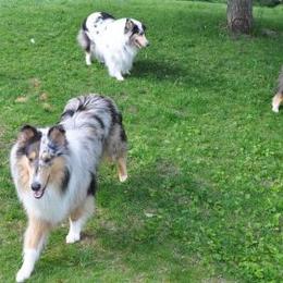 Collies from Isinglass Collies