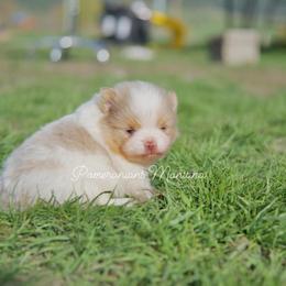 Pomeranian Puppies from Pomeranians Montana