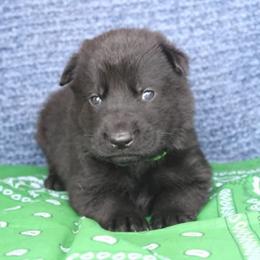Boy 2 - Black male German Shepherd puppy in Republic, Washington from Von Zobel Haus Kennels