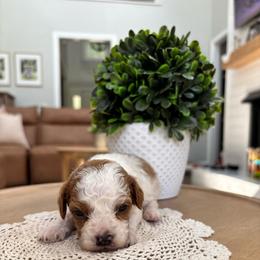 Capri - Parti female Goldendoodle puppy in Alamance County, North Carolina from Doodle Squad Puppies