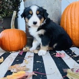 Girl 3 - Black tri-color female Australian Shepherd puppy in Marion, Indiana from Sweetser Shepherds