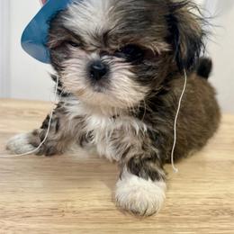 Wookie - Tricolor male Shih Tzu puppy in Warrior, Alabama from The Anderson Farms Kennel