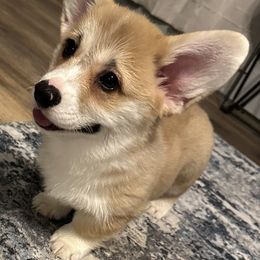 Pembroke Welsh Corgi Puppies from Brilliant Breeds