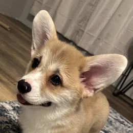 Pembroke Welsh Corgi Puppies from Brilliant Breeds
