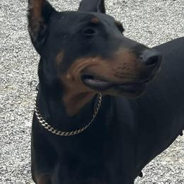 Secret - Doberman Pinscher