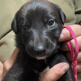 Pink collar - Black female Greyhound puppy in Alamogordo, New Mexico from Trapple's Custom K-9's