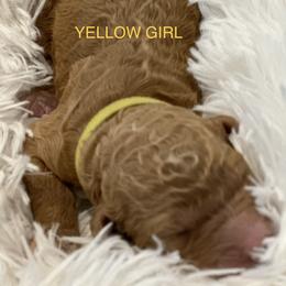 Poodle Puppies from Paw Prints Of Poodles and Doodles.