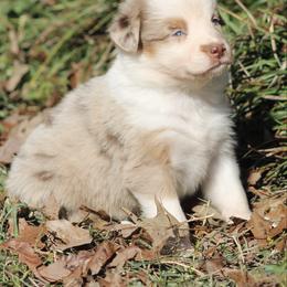 Skittles - Red merle female Australian Shepherd puppy in Laurel, Mississippi from Reeves Australian Shepherds