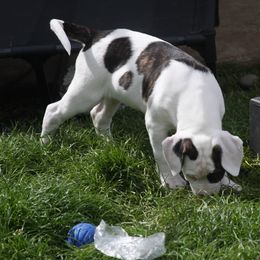 American Bulldog Puppies from Ferocia Kennels