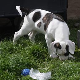 American Bulldog Puppies from Ferocia Kennels